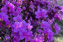 Турпоток в Республику Алтай в марте продолжил расти 