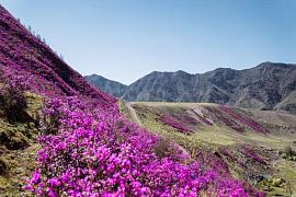 На Алтае зацветает маральник: фестиваль «Чике-Таманская весна - 2026» состоится в урочище Кер-Кечу