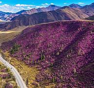 Более 12 тысяч гостей посетили фестиваль «Чике-Таманская весна» в Республике Алтай