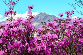 Чике-Таманская весна – когда цветет маральник