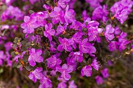 фестиваль «Чике-Таманская весна»